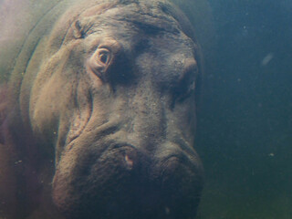 hippopotamus in water through glass