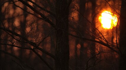 Sunrise behind forest at spring. South Poland.Fire orange sky