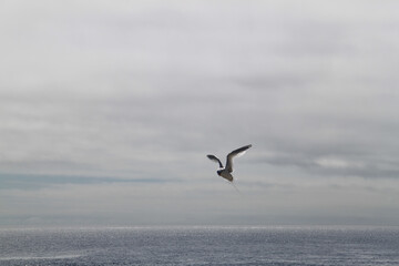 The beautiful flight of the Red Billed Tropicbird in the sky of the Galapagos Islands