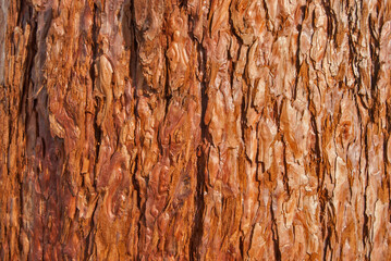 Sequoia sempervirens redwood bark closeup as wooden background - obrazy, fototapety, plakaty