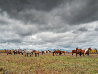 Fototapeta na wymiar A herd of horses in the Tunka valley in Sayan.