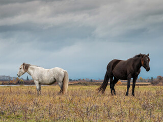 A pair of horses in the Tunka valley in Sayan.