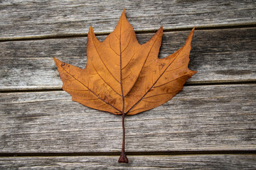 Naklejka na ściany i meble Single Maple Tree Dry Leaf on a weathered timber bench.