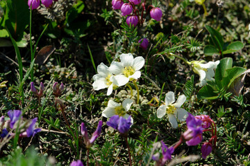 Flora of Kamchatka Peninsula: white flowers of pincushion plant (Diapensia lapponica subsp. obovata) in area of Gorely volcano in august. Diapensia is a rare tufted alpine evergreen perennial shrub