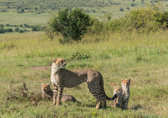 Cheetah mother with three youngsters on the look out