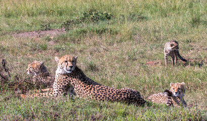 Cheetah mother with three youngsters on the look out