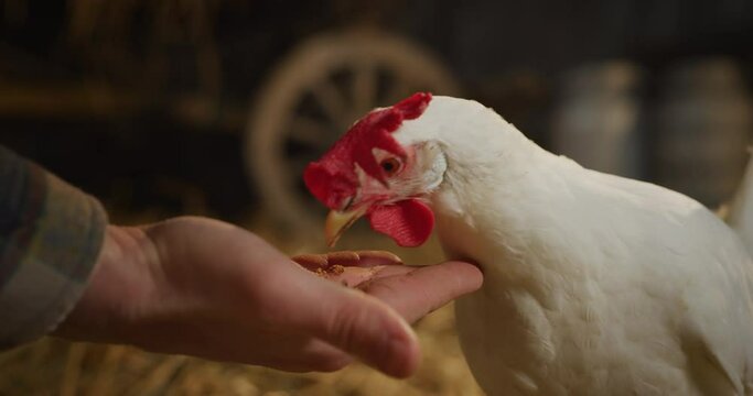 Cinematic close up shot of young male farmer is feeding from his hands ecologically grown white hen with genuine bio nutrient cereals for eggs laying in a barn of countryside agricultural farm.