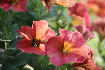 Obraz premium Red Petunia flower close up
