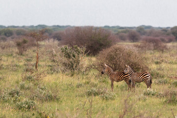 Fototapeta na wymiar two lonesome young zebras in bushy landscape