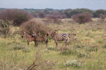 Fototapeta na wymiar grour of zebras in bushy landscape