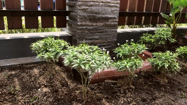 Close up view of decorative green plants at house garden