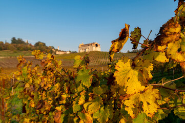 Beautiful idyllic autumnal landscape of yellow, orange, green vine rows, with the 