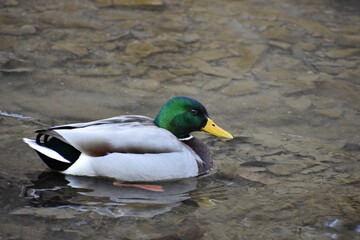 Mallard duck swimming in icy water in clear stream with brown botton rocks and bright orange feet visible