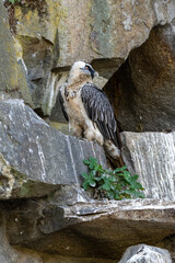 Bearded Vulture sitting on a stone, watching its surroundings