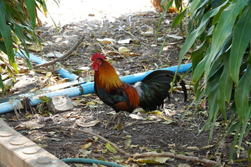 rooster in the yard