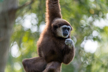 Obraz premium Gibbon hanging down with one arm