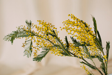 branch yellow mimosa spring flower womens day