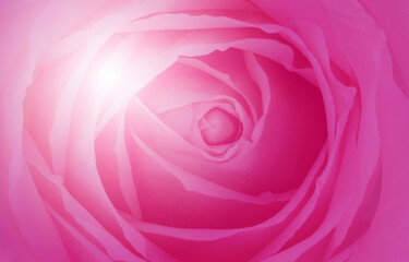 Pink rose background, Pink rose symbols of love for Happy Women's Day, Mother's Day, Valentine's Day, birthday greeting card design