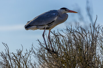 Portrait of the grey heron in a protected area of the Camargue, France