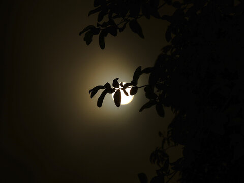 Closeup shot of tree silhuettes under the moolight sky