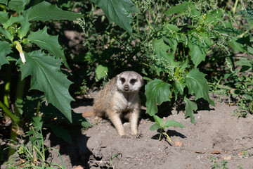 Meerkat coming out of hiding