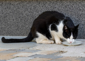 Black-and-White Tabby Cat drinking milk