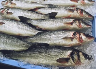 Ejemplares de lubina europea (Dicentrarchus labrax) Pescado fresco de la piscicultura expuestos a la venta en un supermercado en Madrid, España.