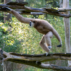 Gibbon in fast moving across a platform