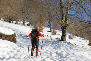 senderista montañero persona mayor con bastones de rojo en la nieve bosque país vasco...