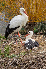 White Stork - Ciconia ciconia, beautiful large popular bird from Europeand grasslands and meadows, Basel, Switzerland.