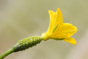 Clous-up cucumber gherkin with yellow flower with defocused background.