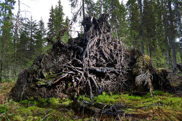 Obraz premium Upprooted spruce tree in the forest.