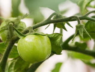 Green tomato growing on twig in a greenhouse