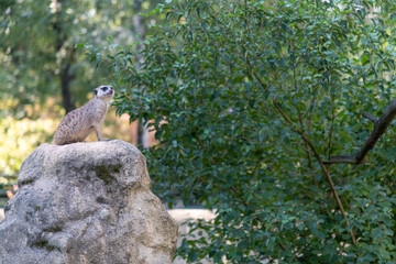 Meerkat standing on a stone, watchfully guarding