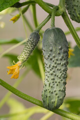 Cucumbers in greenhouse close-up on a background of leaves.
