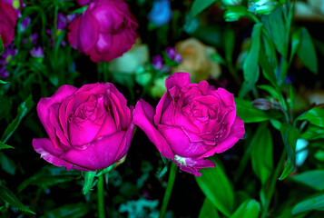 Close-up of a mixed bouquet of roses,summer flowers background.