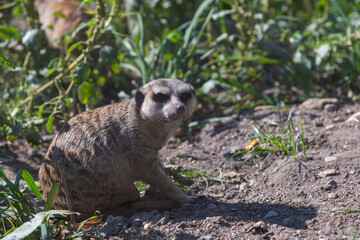 Angry looking Meerkat