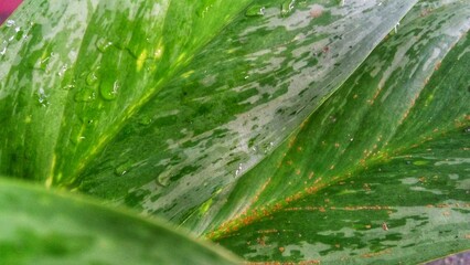 water drops on green leaf