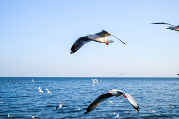 Fototapeta na wymiar Flying seagull birds at Bang poo, bird sightseeing, Samutprakan Province, famous place in Thailand