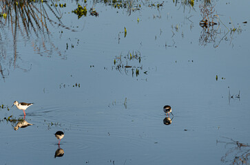 Photo of common birds drinking water and eating food from the depths of Guadiana river in Badajoz, Spain.