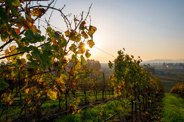The beautiful rows of vines in autumn at sunset in the foreground in the Venetian vineyards in the province of Vicenza, on a sunny autumn day. Vicenza, Veneto Italy.