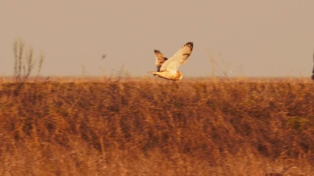 Wild adult Short Eared owl (Asio flammeus) gliding over grassy habitat.