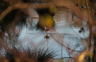 Photo of common stork searching for food in the depths of the Guadiana river in Badajoz, Spain.