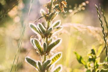 Lupine In Summer Meadow At Sunset Sunrise. Lupinus, Commonly Known As Lupin Or Lupine, Is A Genus Of Flowering Plants In Legume Family, Fabaceae