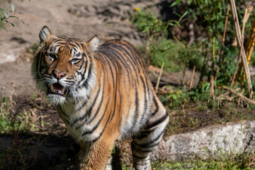 Fototapeta na wymiar Walking Tiger in the sun, being wet