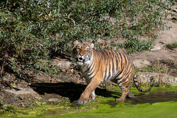 Tiger walking through shallow water with common duckweed