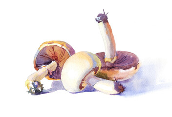 Mushrooms Champignons watercolor illustration, isolated on withe background.