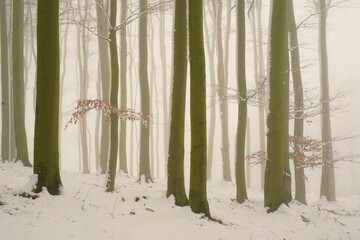 fog in the winter forest. winter in the Lusatian mountains in the north of the Czech Republic