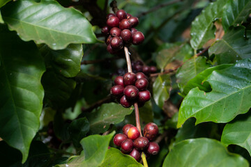 The coffee tree bears full coffee. Ready to drink