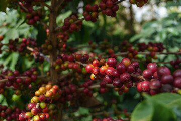 The coffee tree bears full coffee. Ready to drink